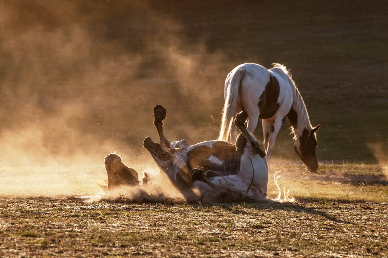Pferd wälzt sich im Sand bei Sonnenuntergang