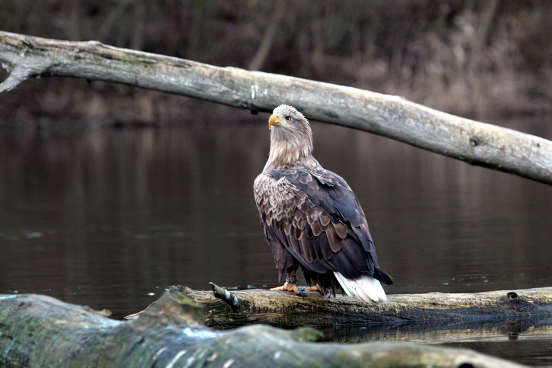 Seeadler im Müritz-Nationalpark