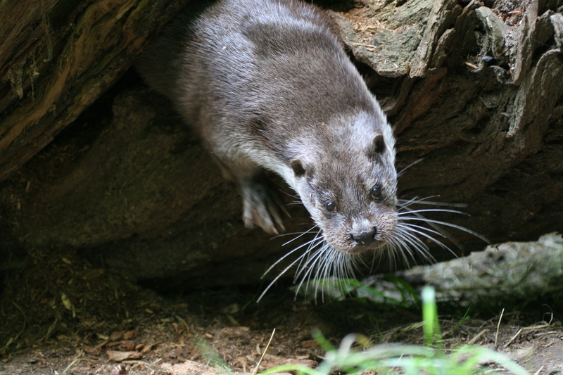 Fischotter im Müritz-Nationalpark